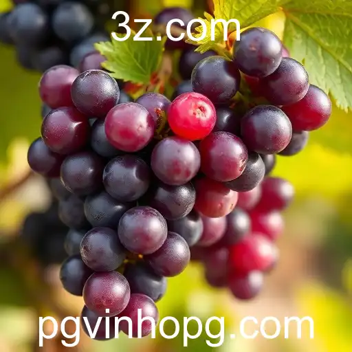 Conheça os Principais Tipos de Uvas para Vinhos